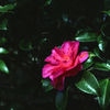 山茶花