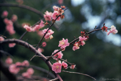 河津桜