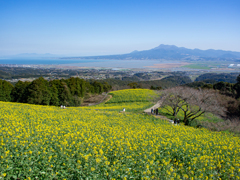 菜の花越しにみる雲仙