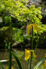 黄菖蒲