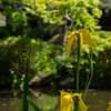 黄菖蒲