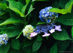 紫陽花(4種)