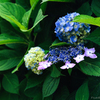 紫陽花(4種)