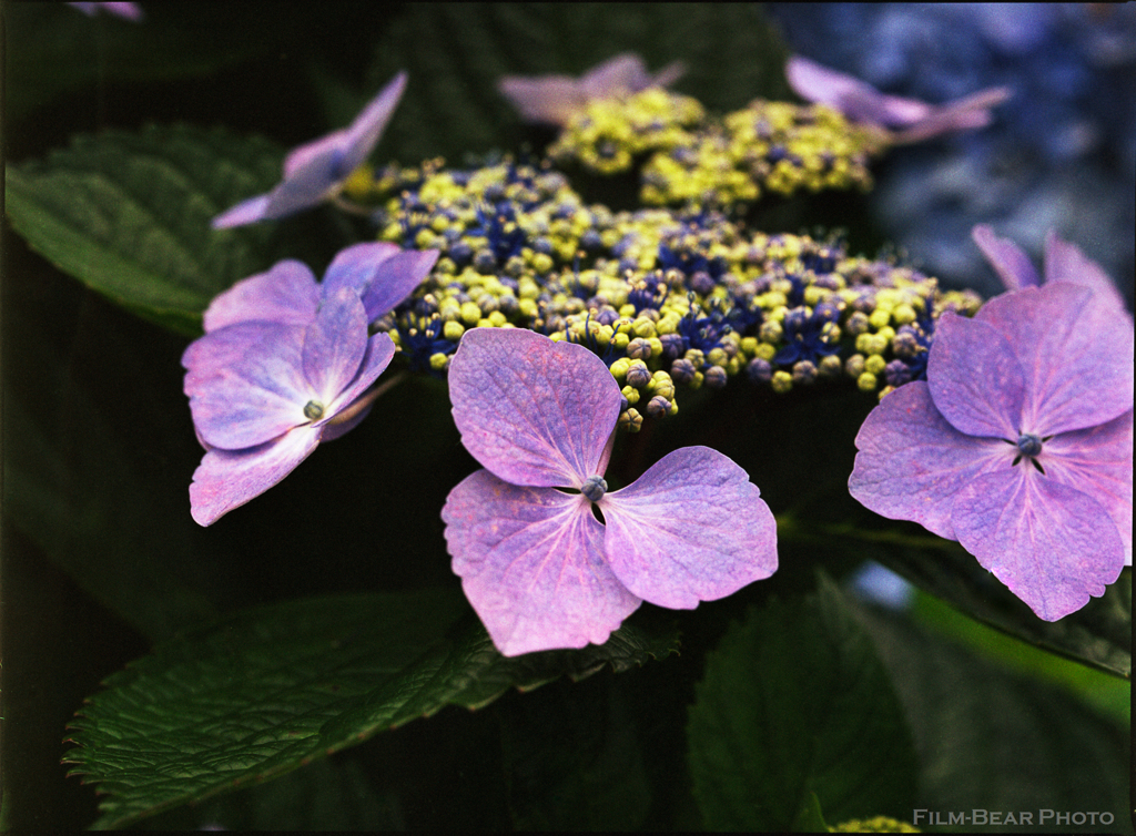 紫陽花(紫)