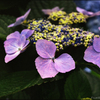 紫陽花(紫)