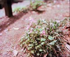 路傍の花