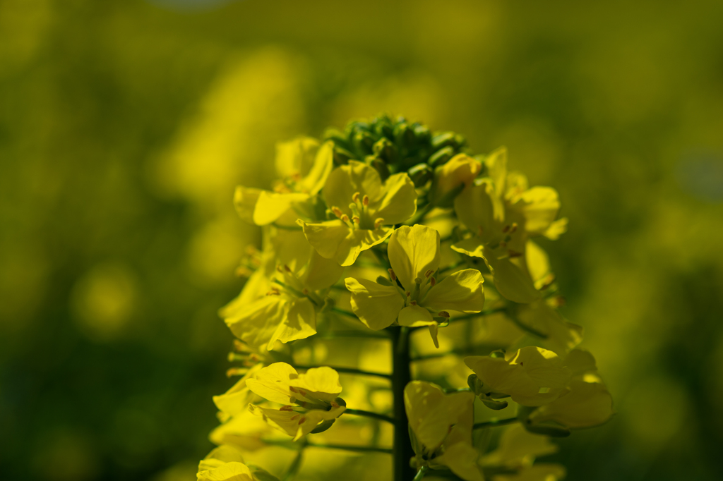 菜の花