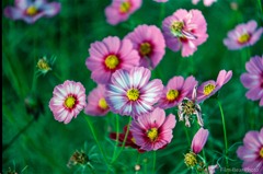 コスモス