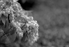 モノクロの花