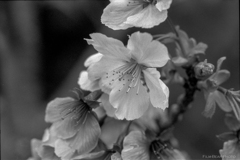 河津桜