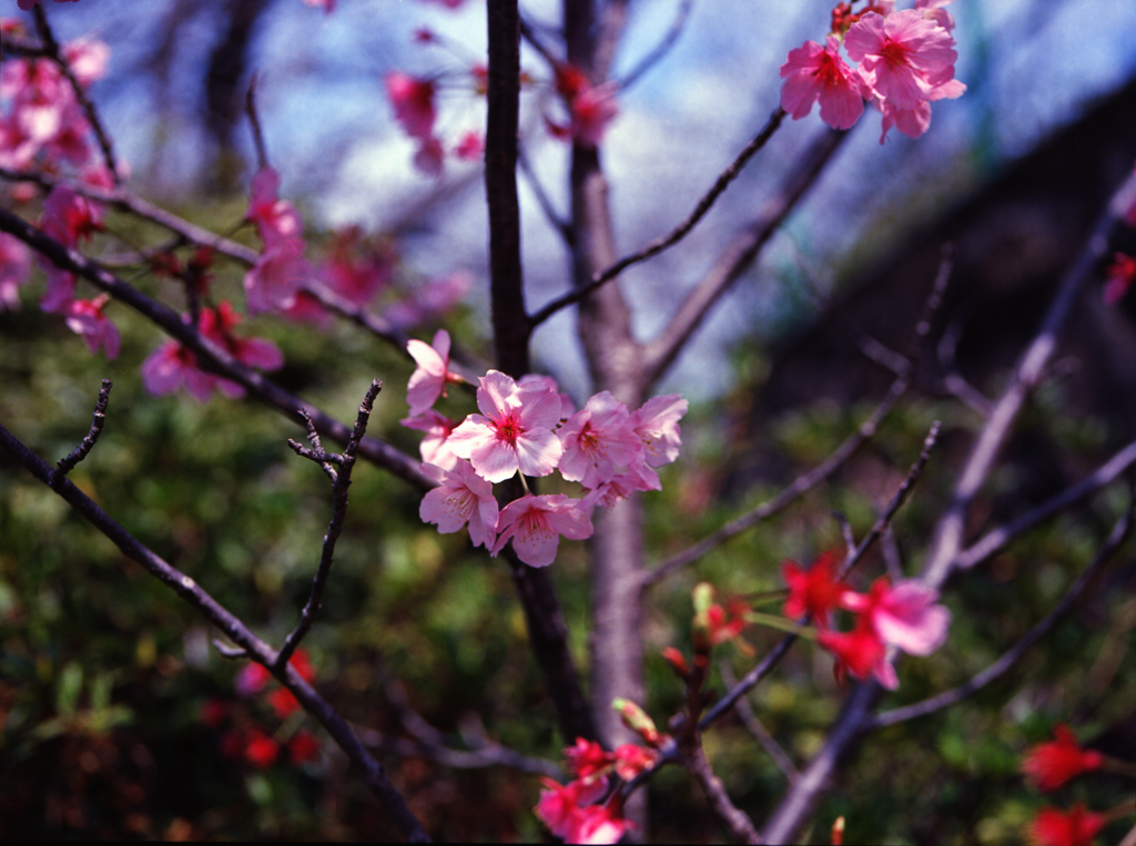 緋寒桜