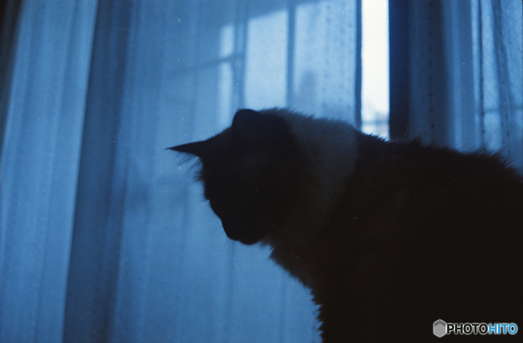 早朝の猫