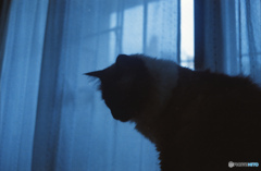 早朝の猫