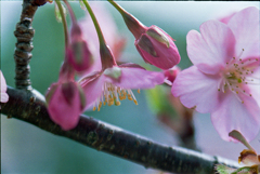 河津桜