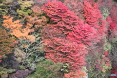 仁田峠 秋 紅葉
