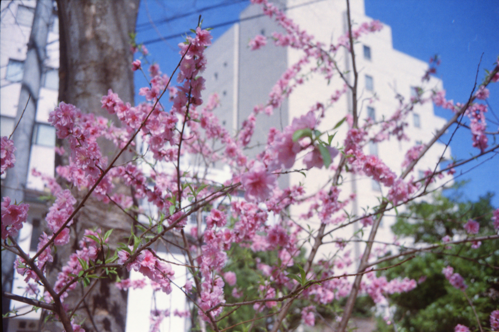 桜