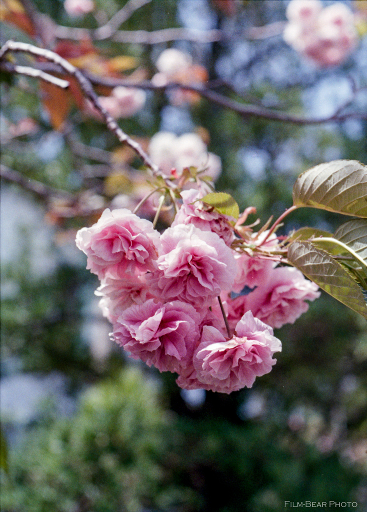 八重桜