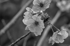 河津桜