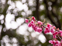 河津桜