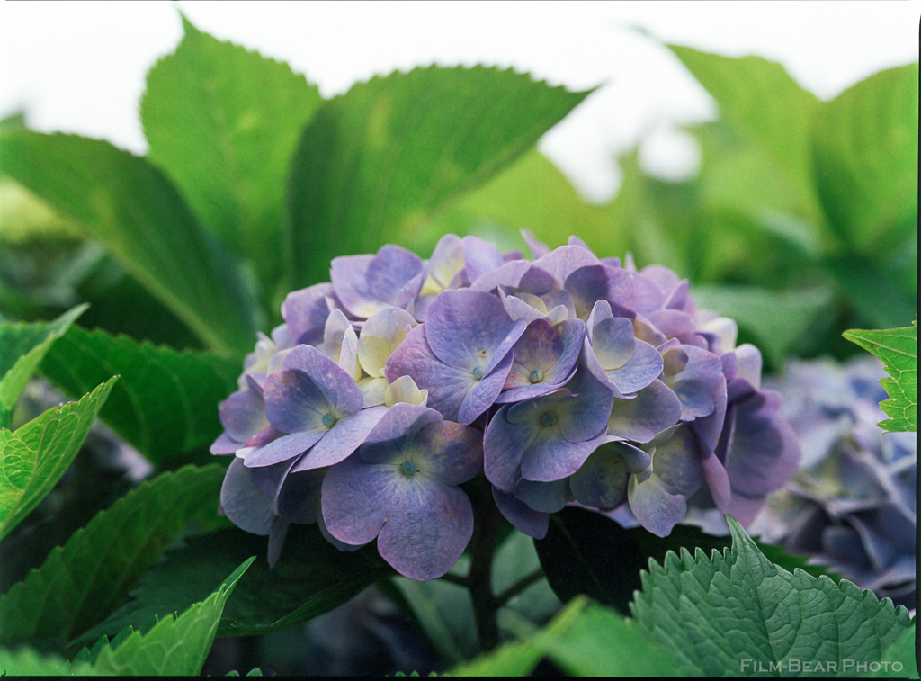 紫陽花(青紫)