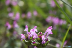 白木峰高原　蓮華
