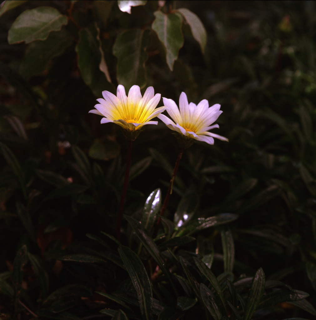 路傍の花(カラー自家現像テスト)