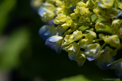 紫陽花