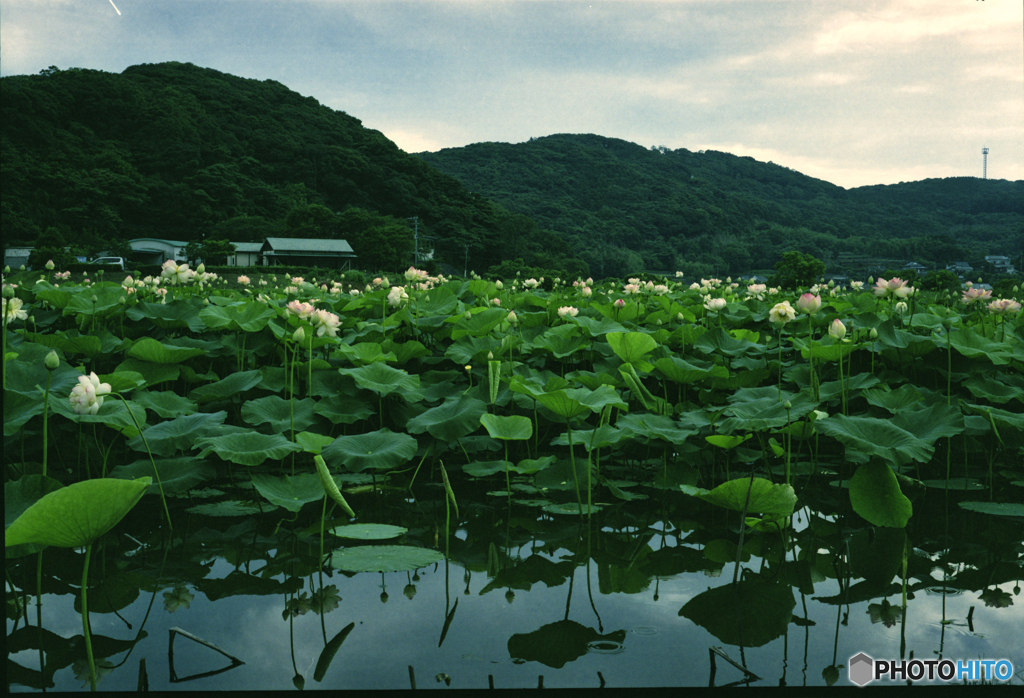 長崎 唐比ハス園3