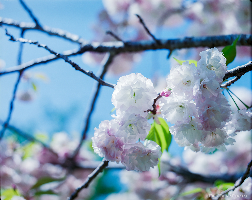 八重桜