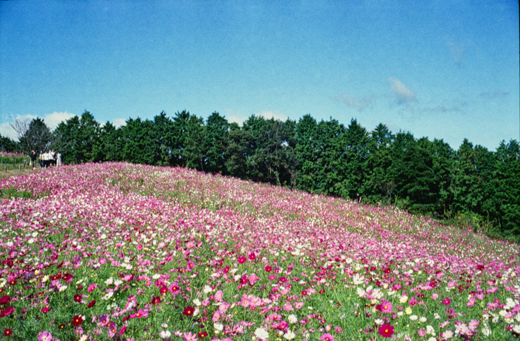 Rollei35+白木峰高原のコスモス