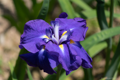 菖蒲