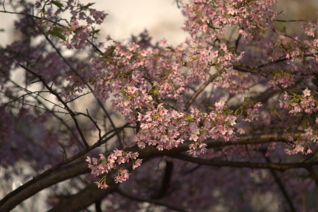 早咲きの桜