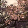 早咲きの桜