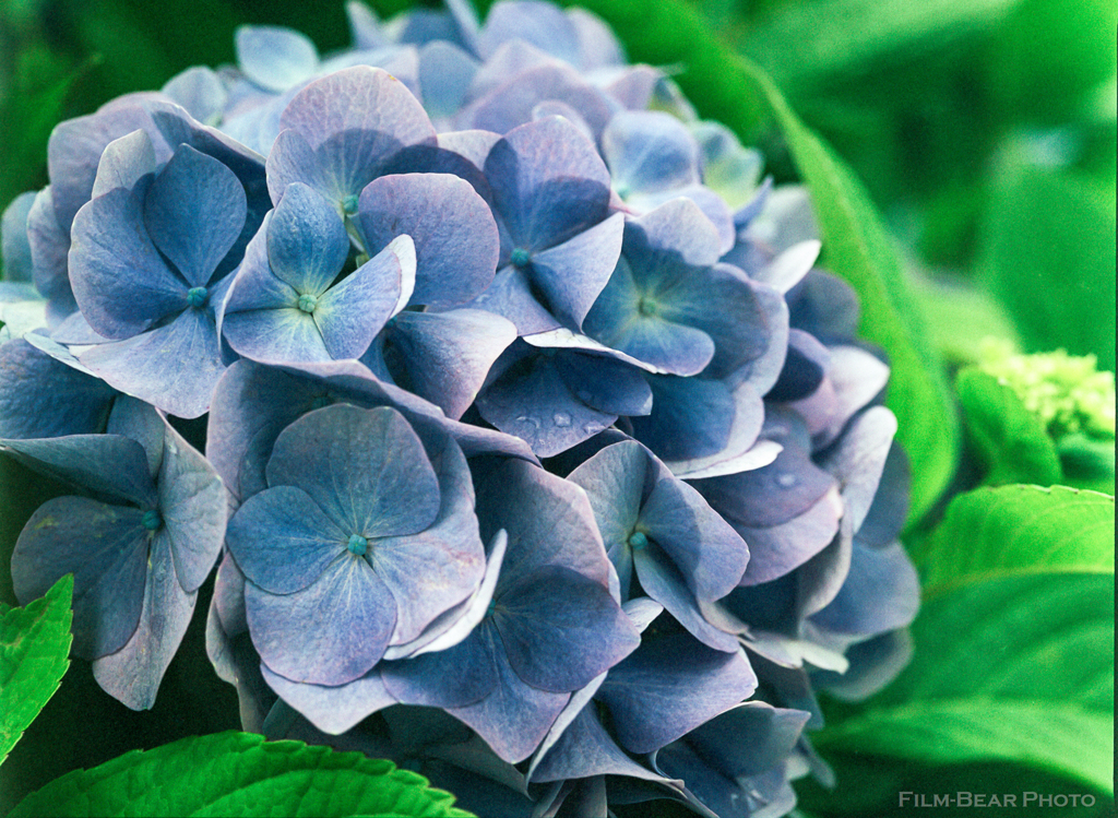 紫陽花(青)