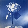 Cyanotype　バラ