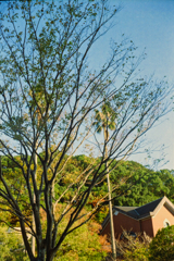 校内