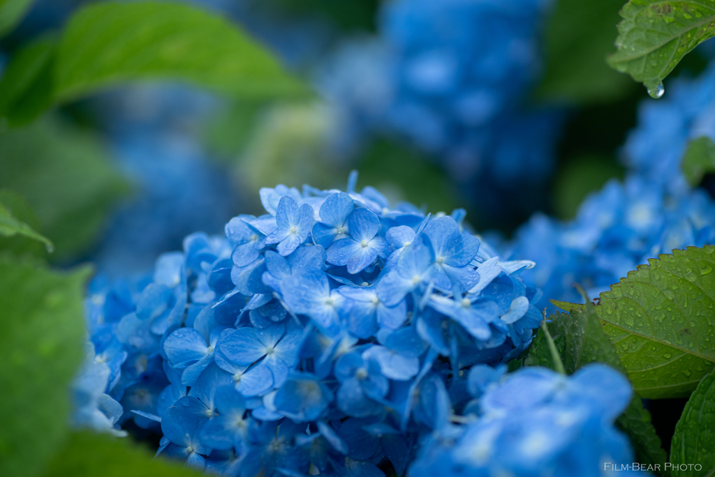 紫陽花