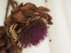 アーティチョークのドライフラワー