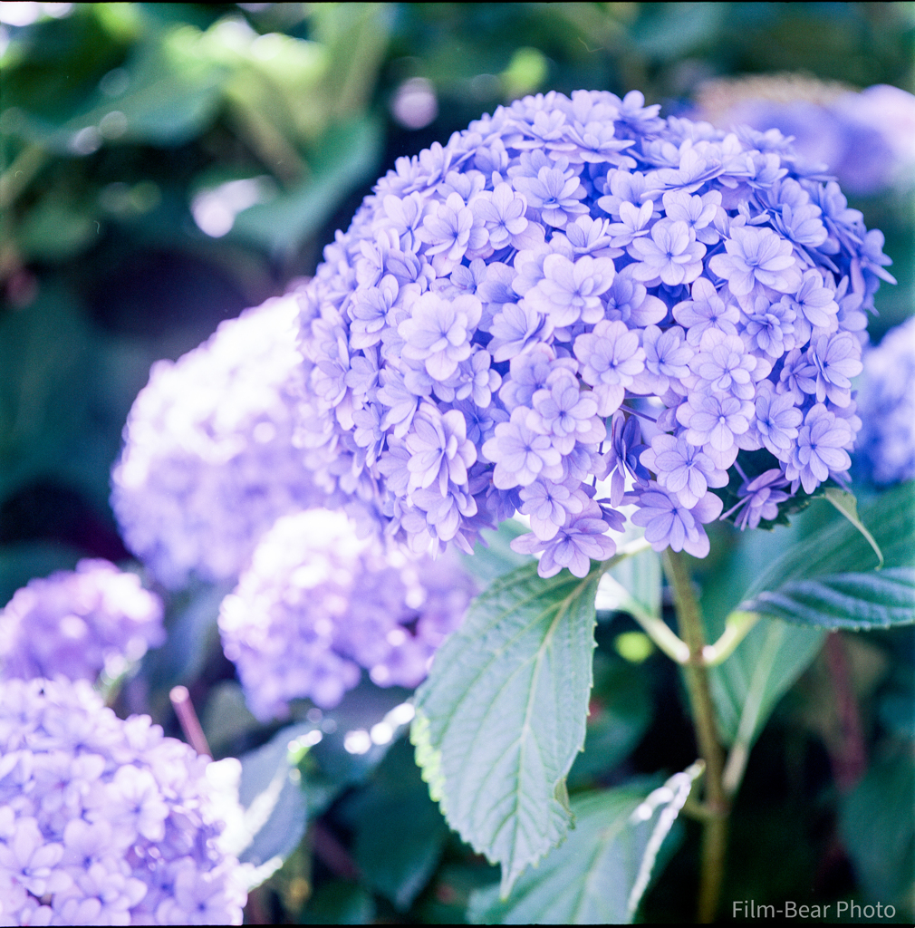 紫陽花