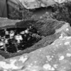 水溜り