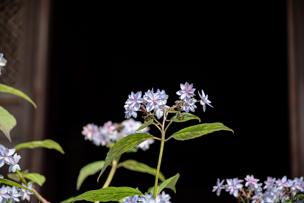 紫陽花