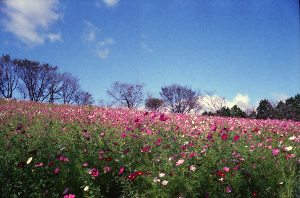 Rollei35+白木峰高原のコスモス