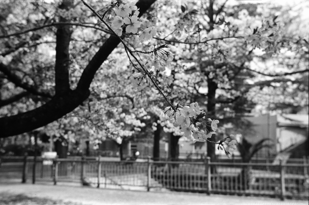 原爆公園の桜