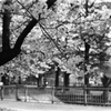 原爆公園の桜