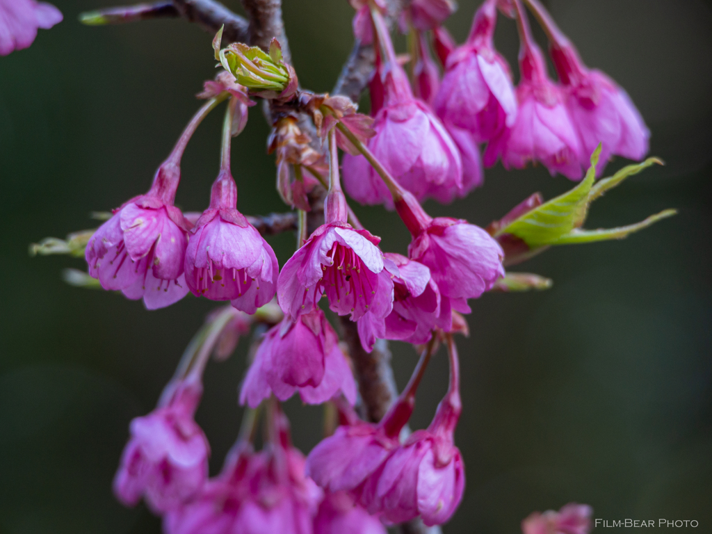 河津桜