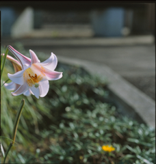 百合
