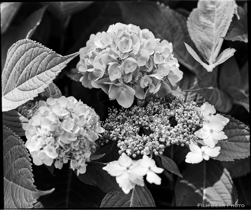 ILFORDの紫陽花