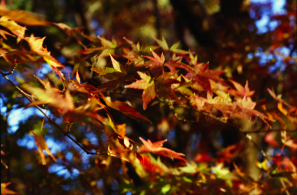 紅葉