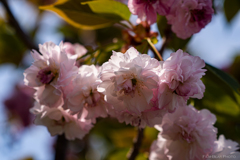 八重桜