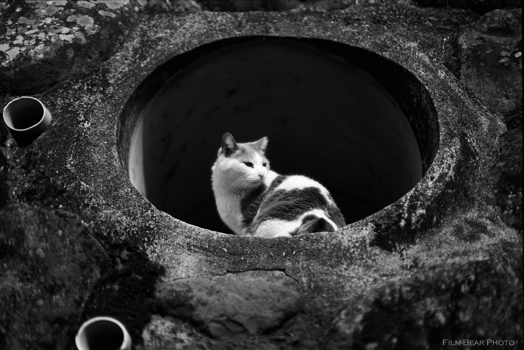 猫